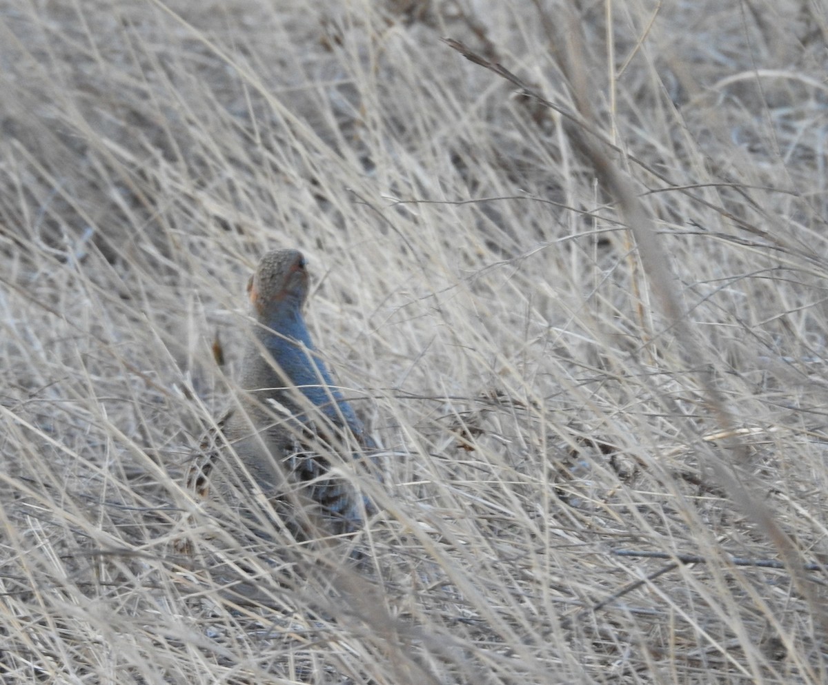 Gray Partridge - ML218868741