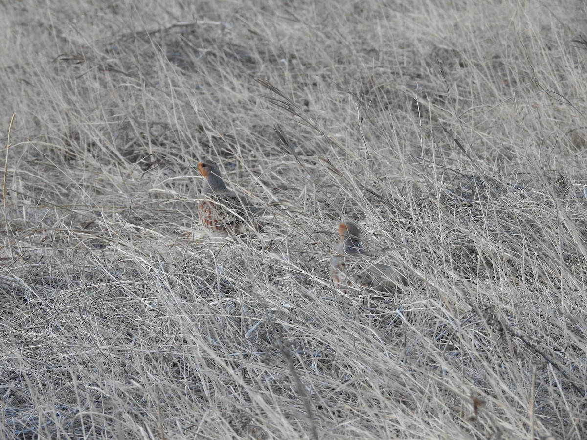 Gray Partridge - ML218868821