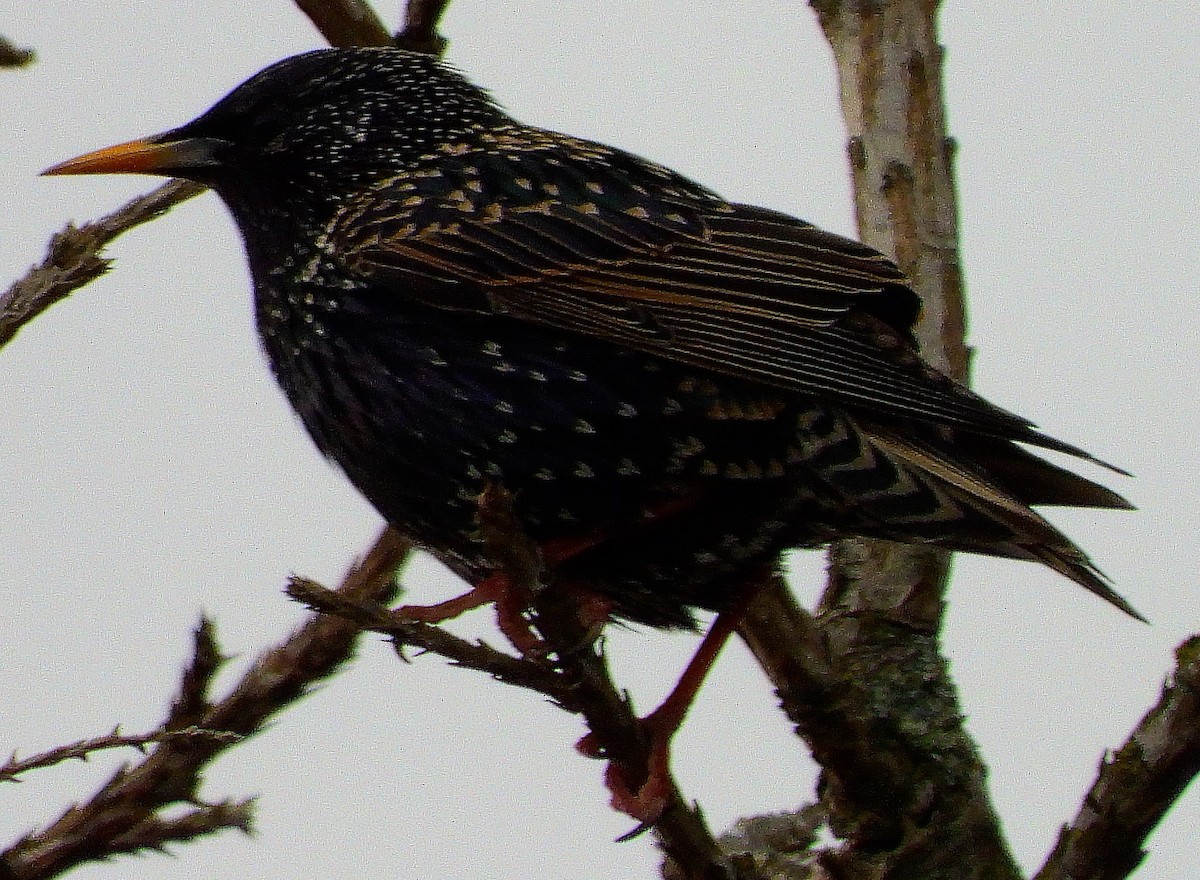 European Starling - ML218868831