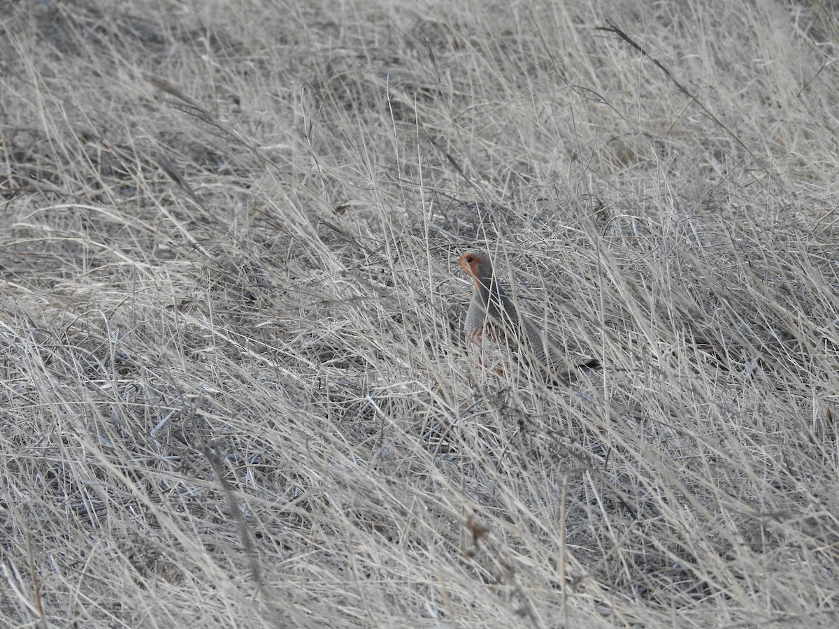 Gray Partridge - ML218868891