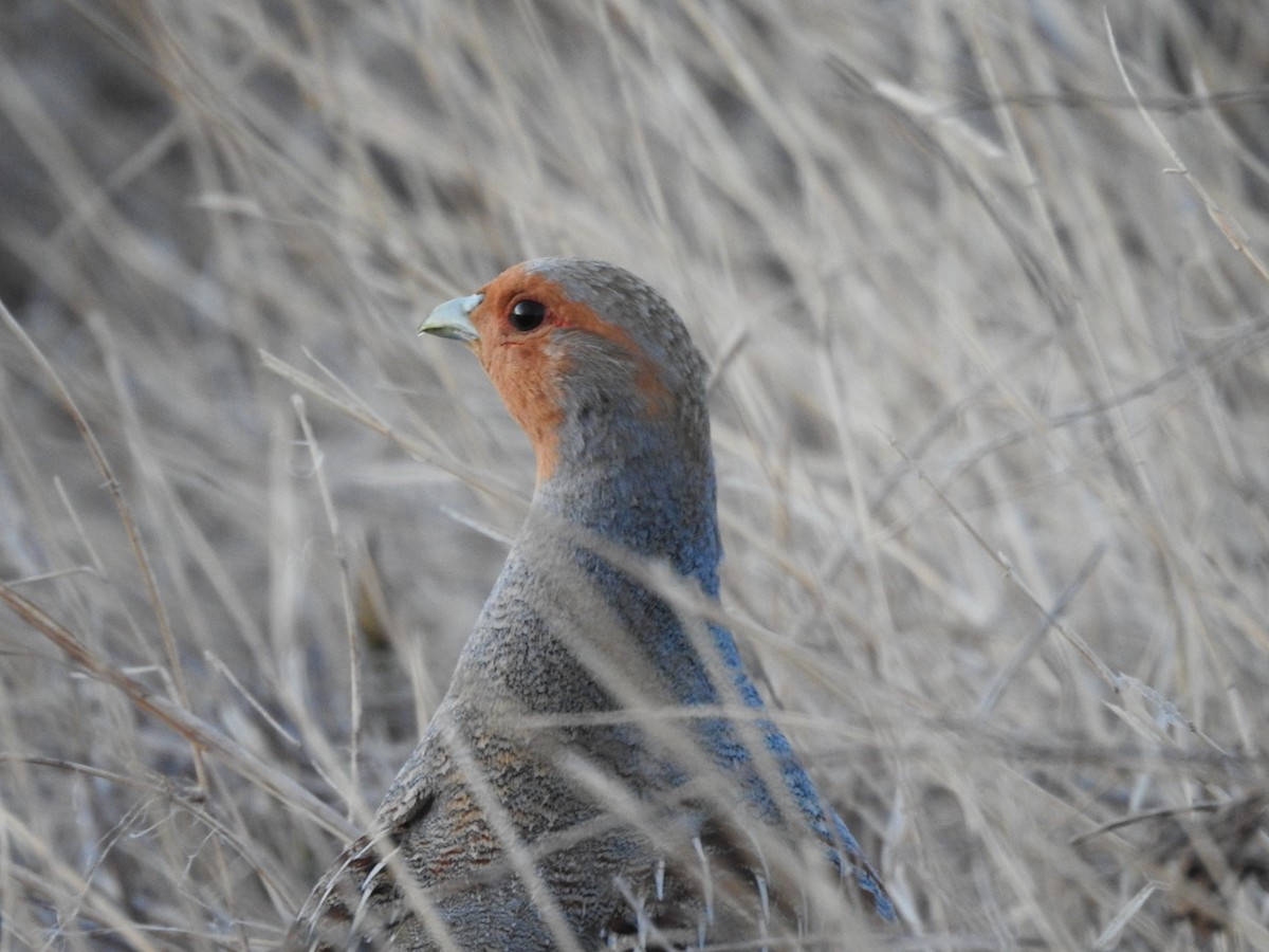 Gray Partridge - ML218868921