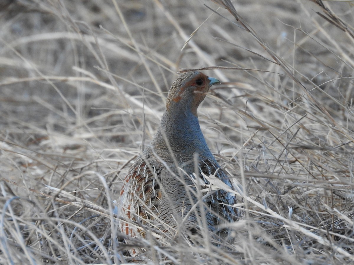 Gray Partridge - ML218868941