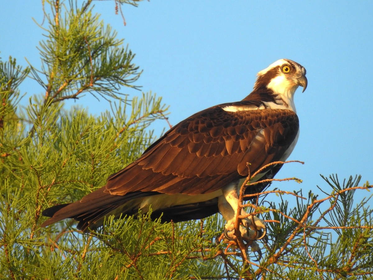 Osprey - ML218869921