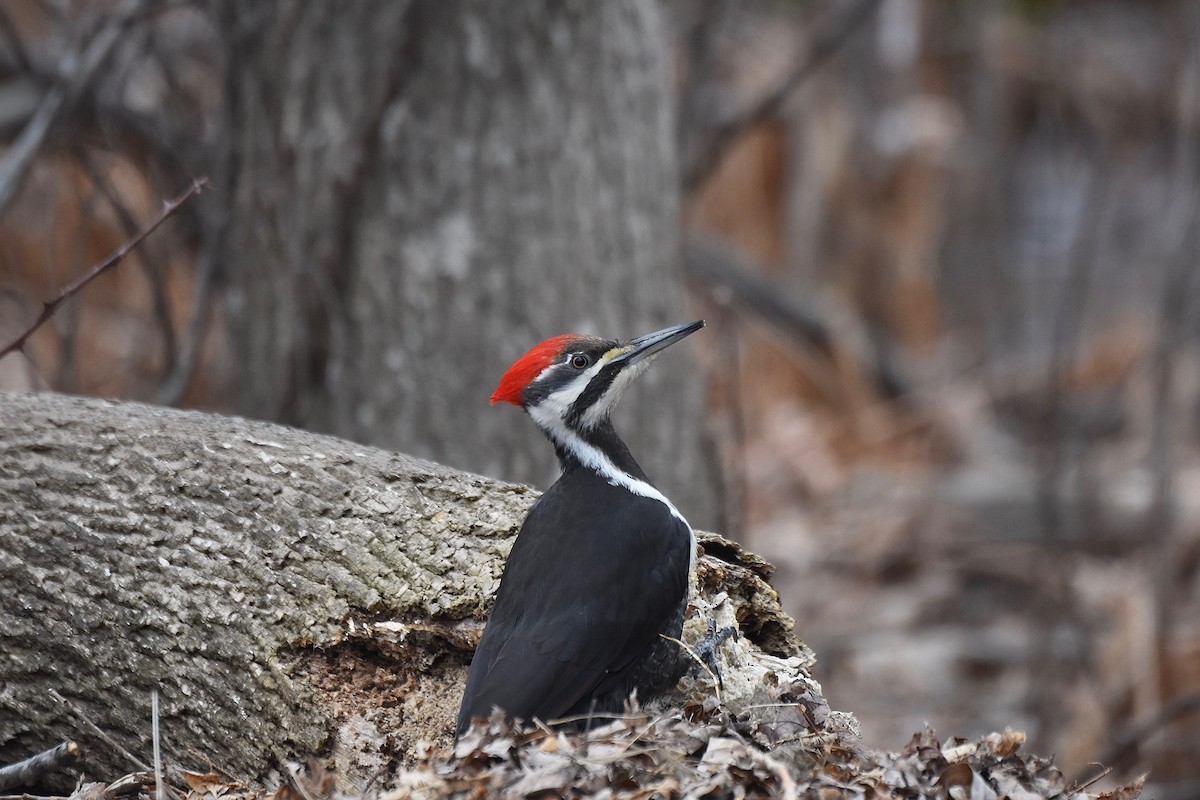 Pileated Woodpecker - ML218870751