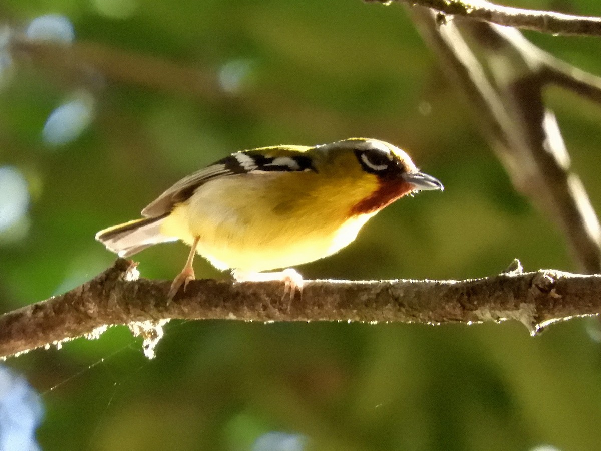 Clicking Shrike-Babbler - ML218871821