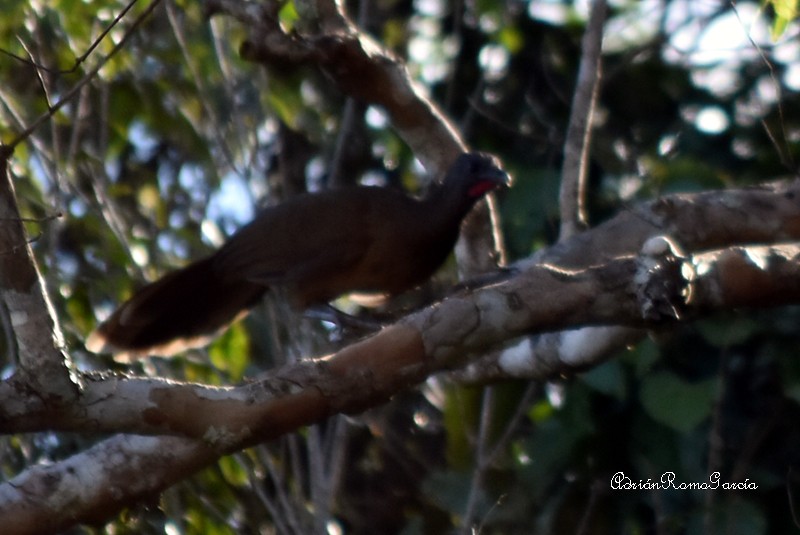 Plain Chachalaca - ML218872541