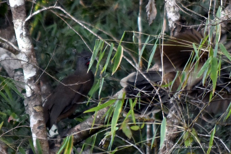 Plain Chachalaca - Adrian Romo Garcia