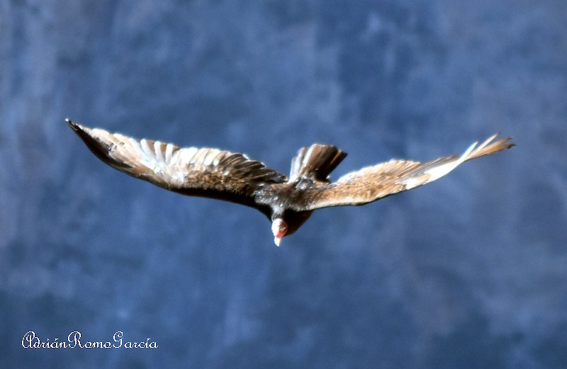 Turkey Vulture - ML218872911