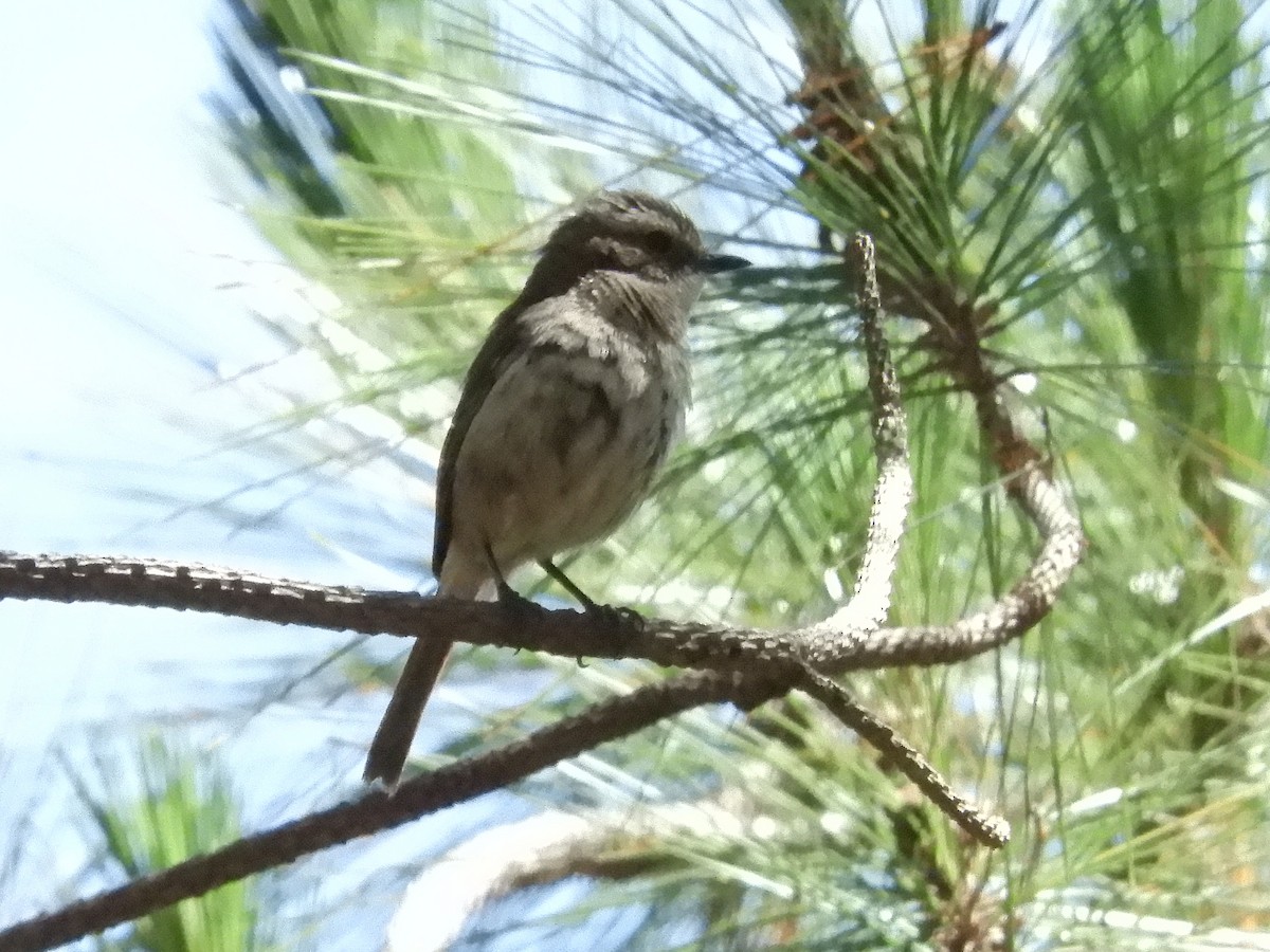 Gray Bushchat - Paul Suchanek