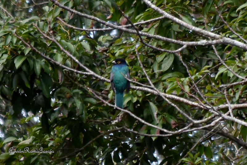 Gartered Trogon - Adrian Romo Garcia