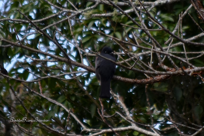 Gartered Trogon - ML218873261