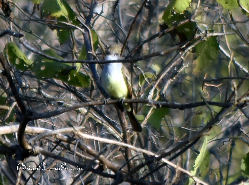 Couch's Kingbird - ML218874291