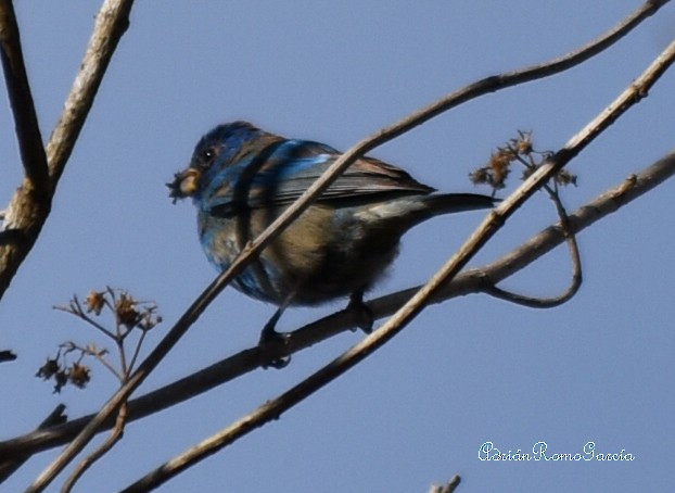 Indigo Bunting - ML218874901