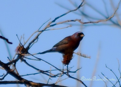 Varied Bunting - ML218875061