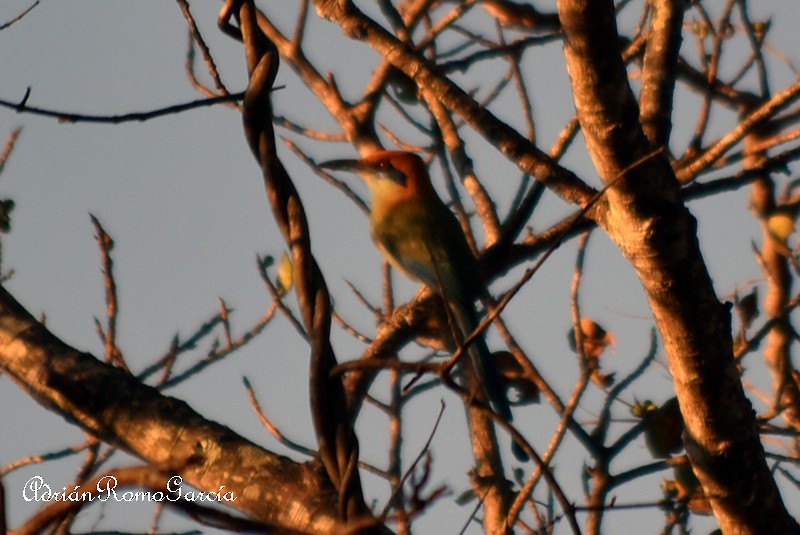 Russet-crowned Motmot - ML218875341