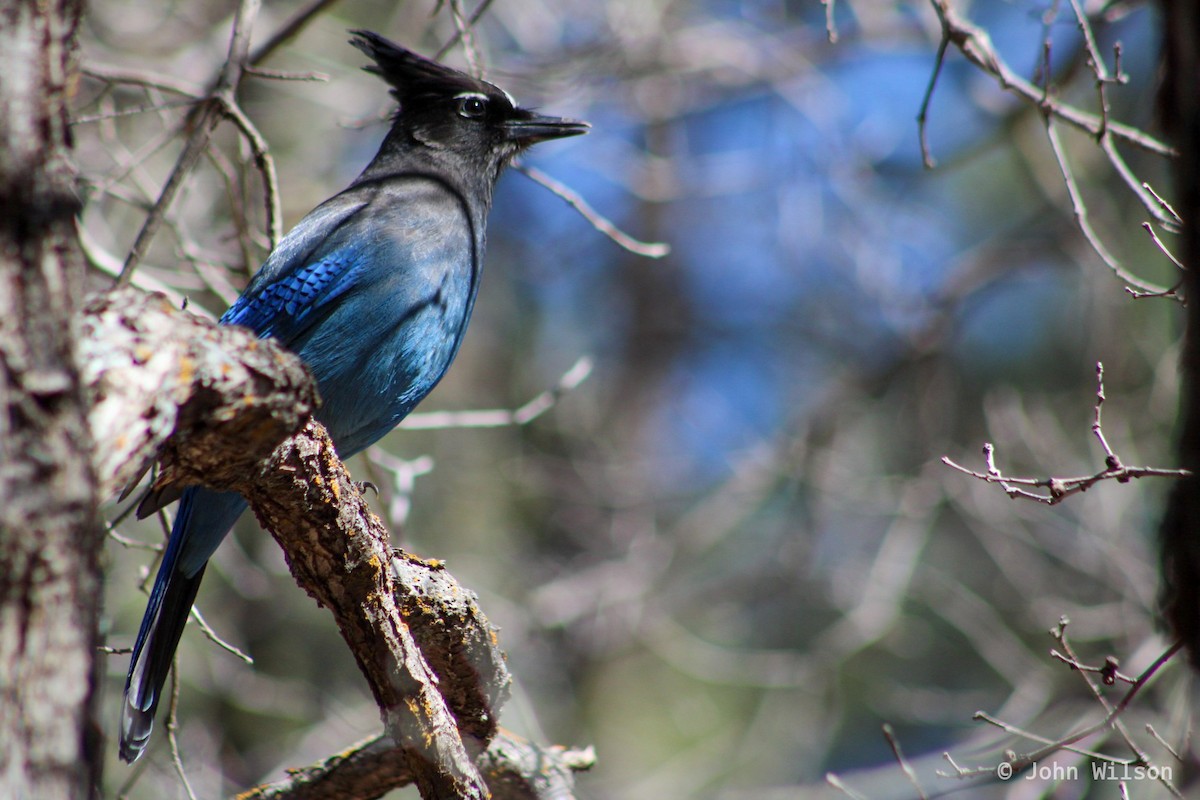 Steller's Jay - ML218877651