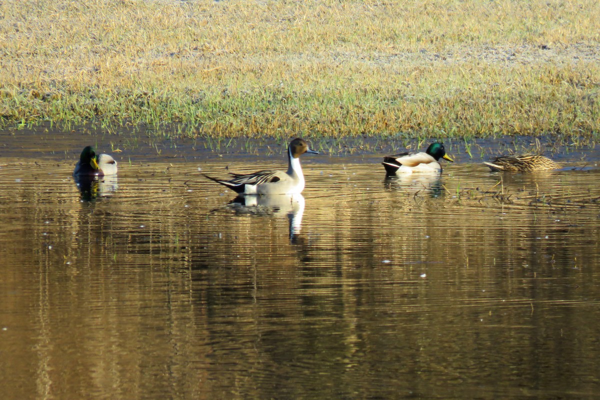 Northern Pintail - ML218877691