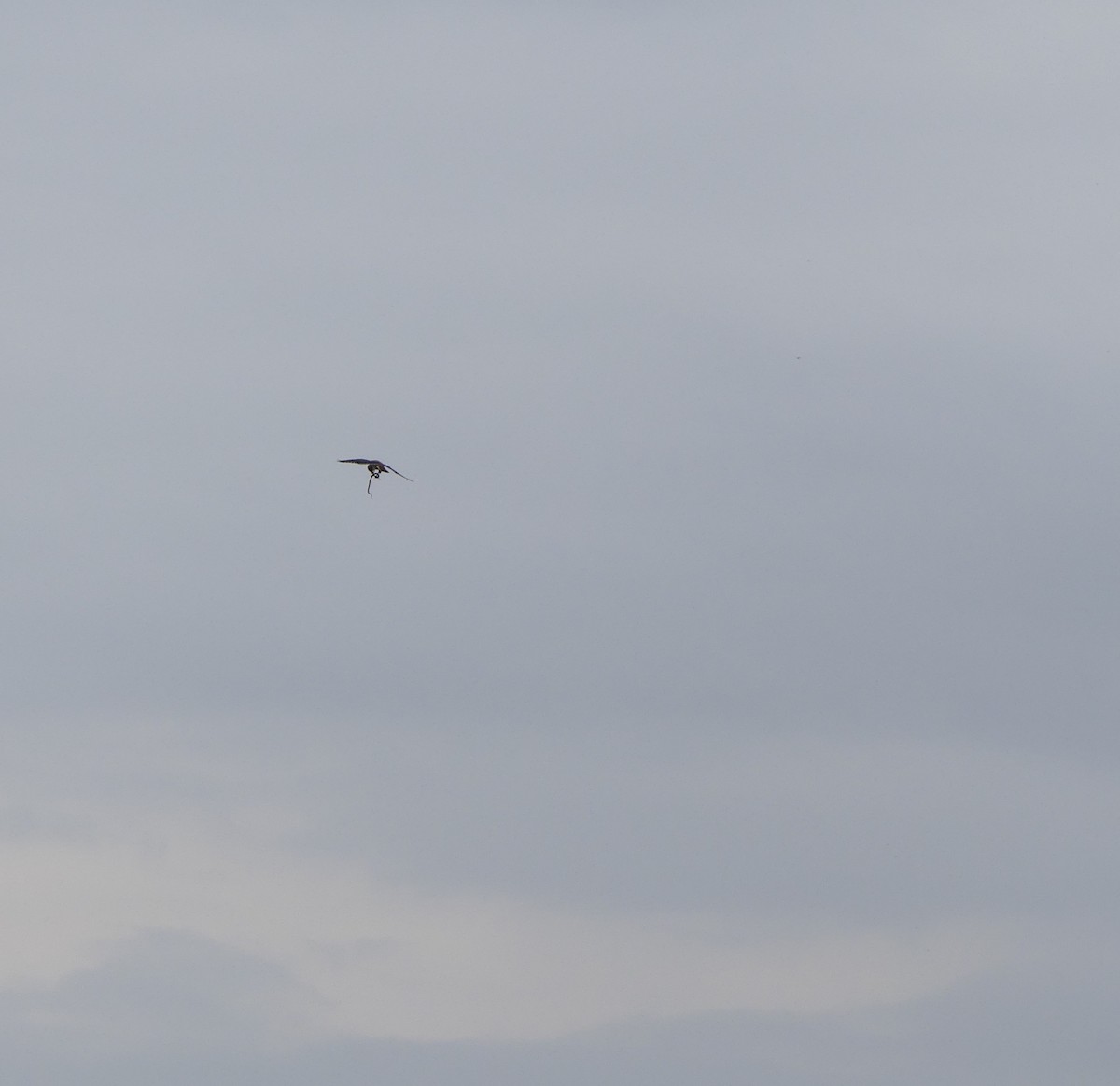 American Kestrel - ML218879651