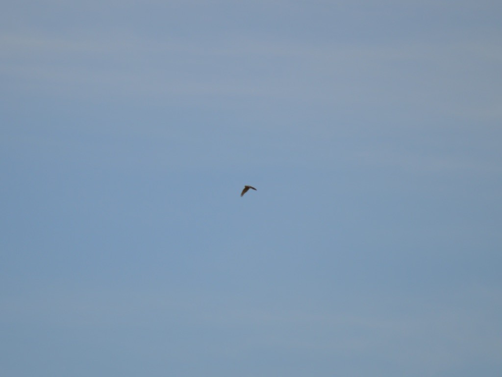 Northern Harrier - Dan Doughty