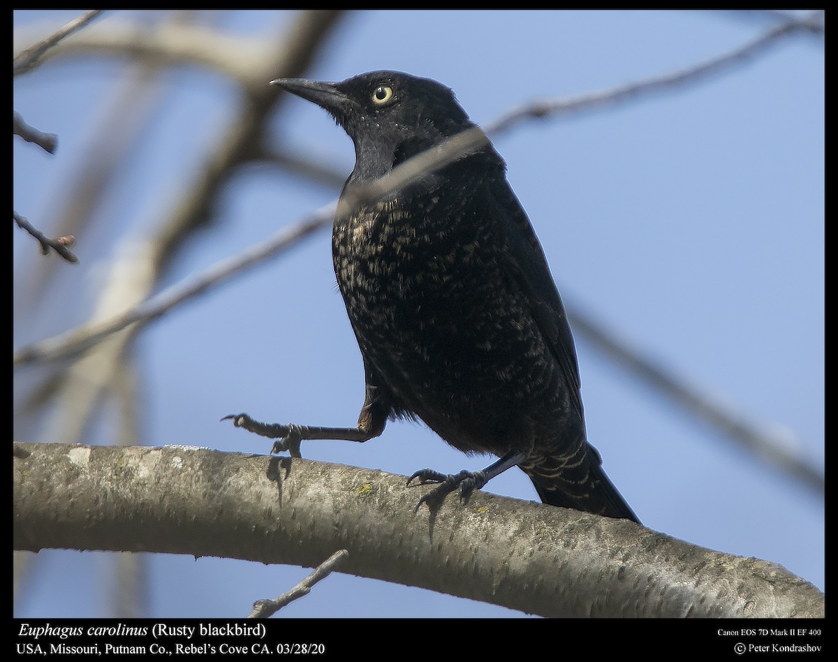 Rusty Blackbird - ML218881521