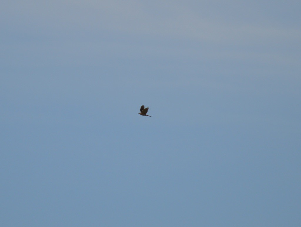 Northern Harrier - Dan Doughty