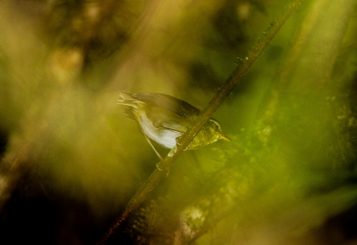 コビトサザイモドキ - ML218882101
