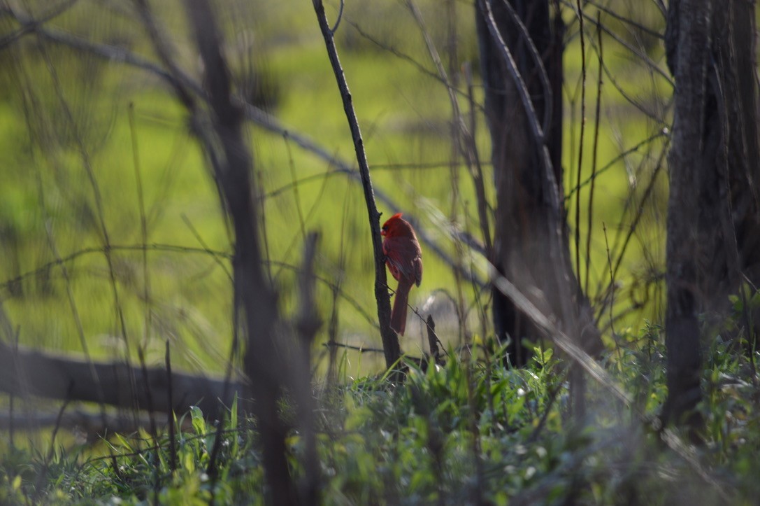 Cardenal Norteño - ML218882221