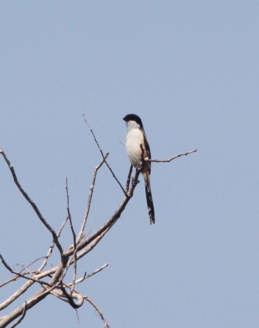 Long-tailed Shrike - ML218885641