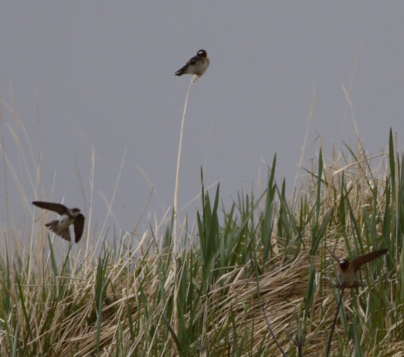 Cliff Swallow - ML218886701