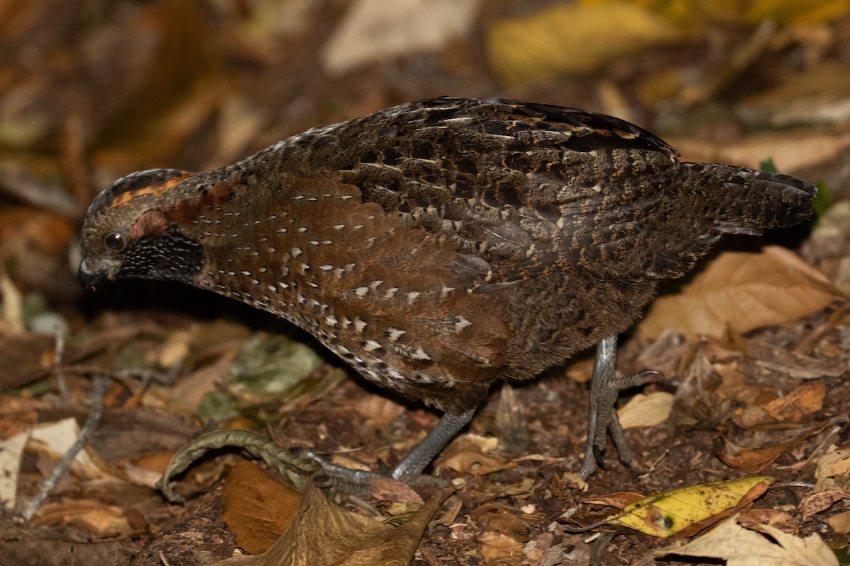 Spotted Wood-Quail - ML218886931