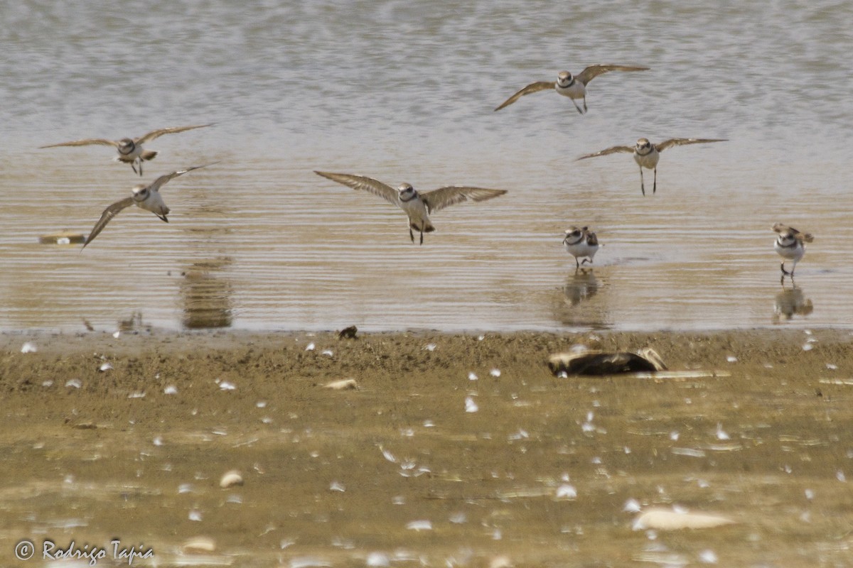 Semipalmated Plover - ML21888841