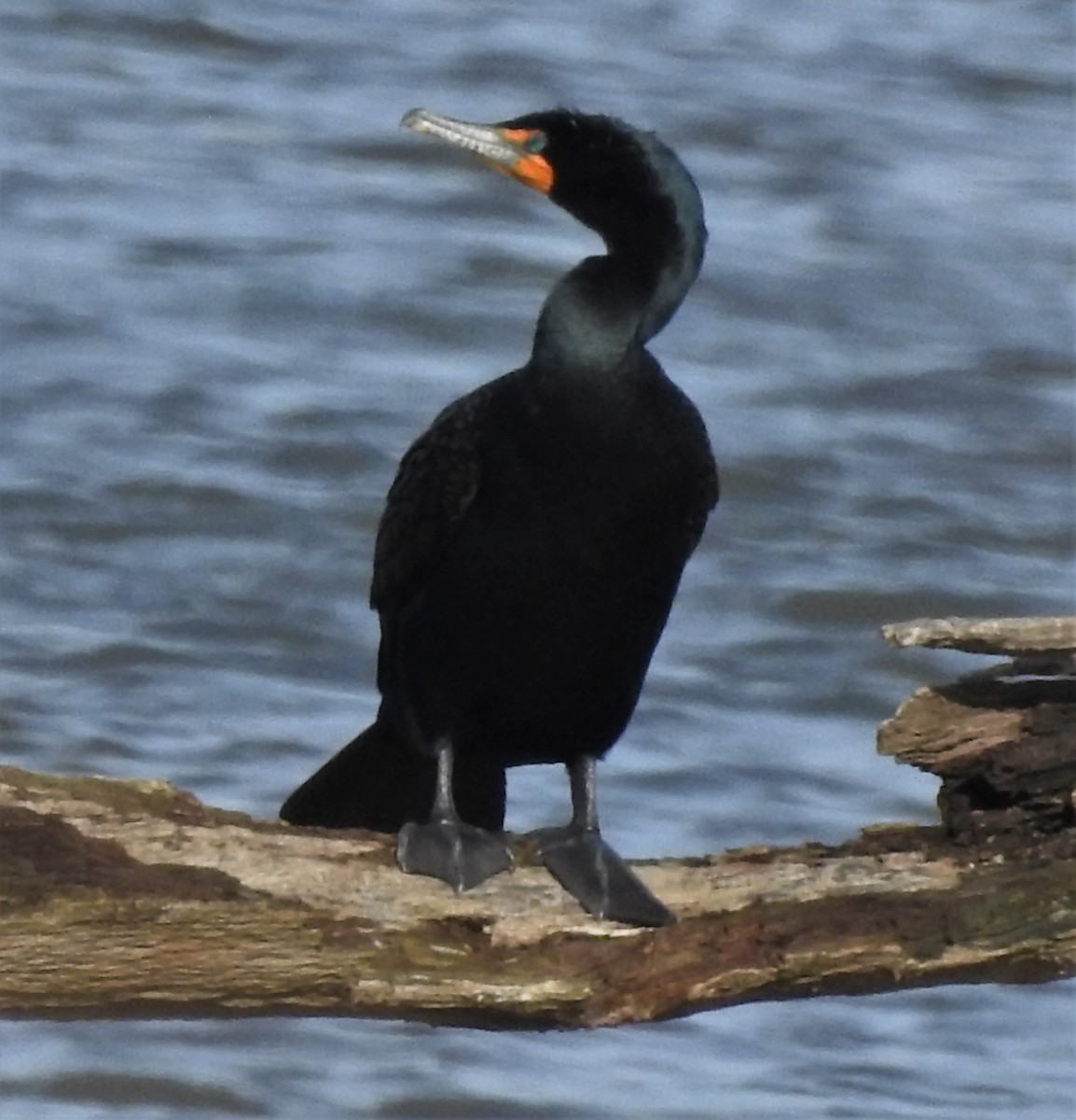 Double-crested Cormorant - Paul McKenzie