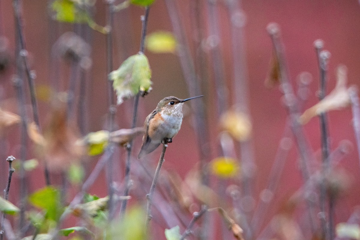 Rufous Hummingbird - ML218890231