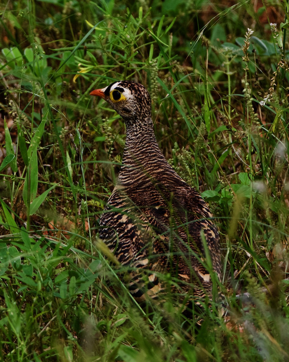 Lichtenstein's Sandgrouse - ML218890281