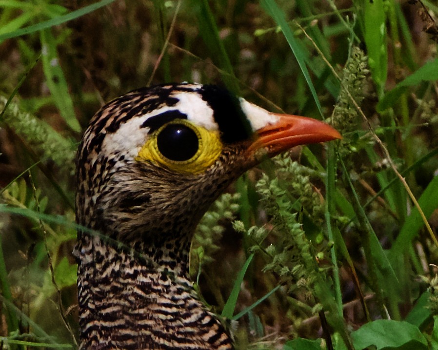 Lichtenstein's Sandgrouse - ML218890481