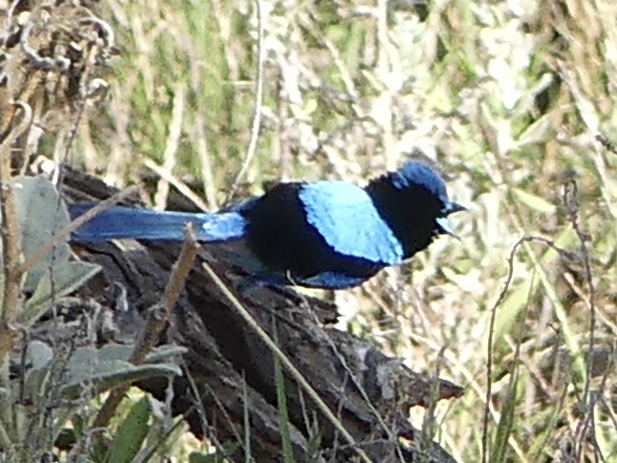 Splendid Fairywren - ML218891091