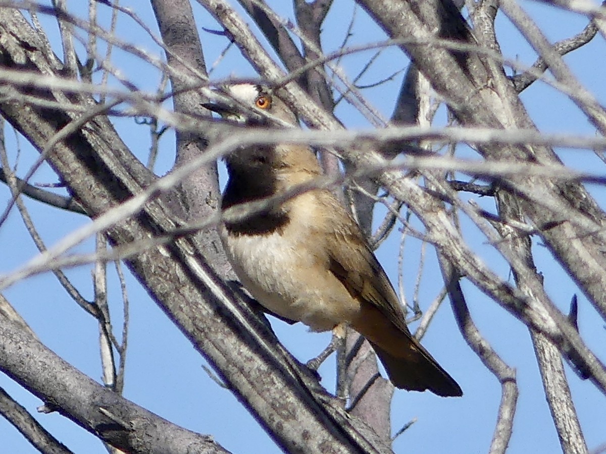 Crested Bellbird - ML218891171