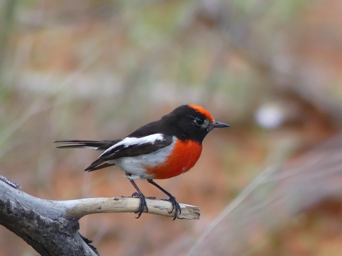 Red-capped Robin - ML218891281
