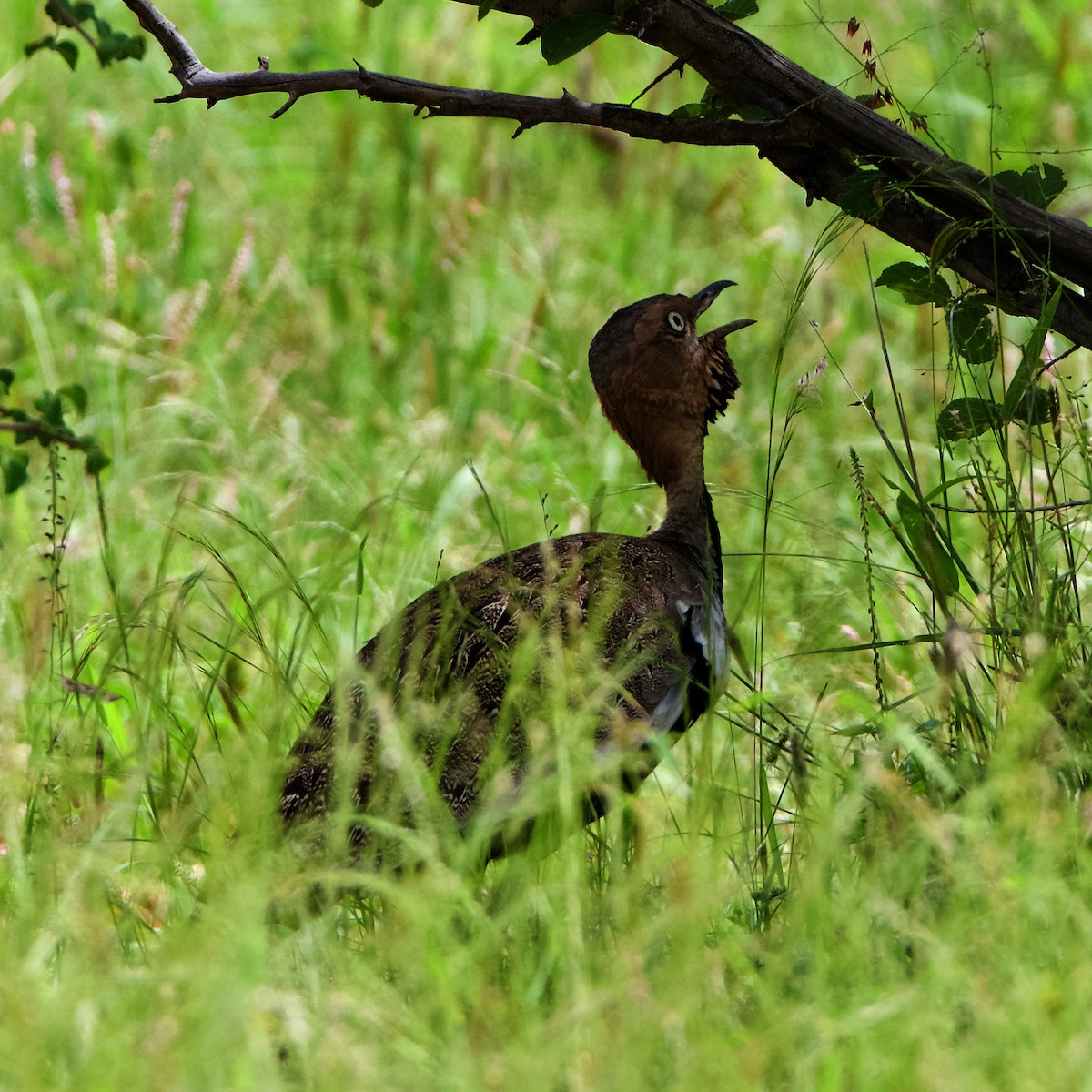 Buff-crested Bustard - ML218891431