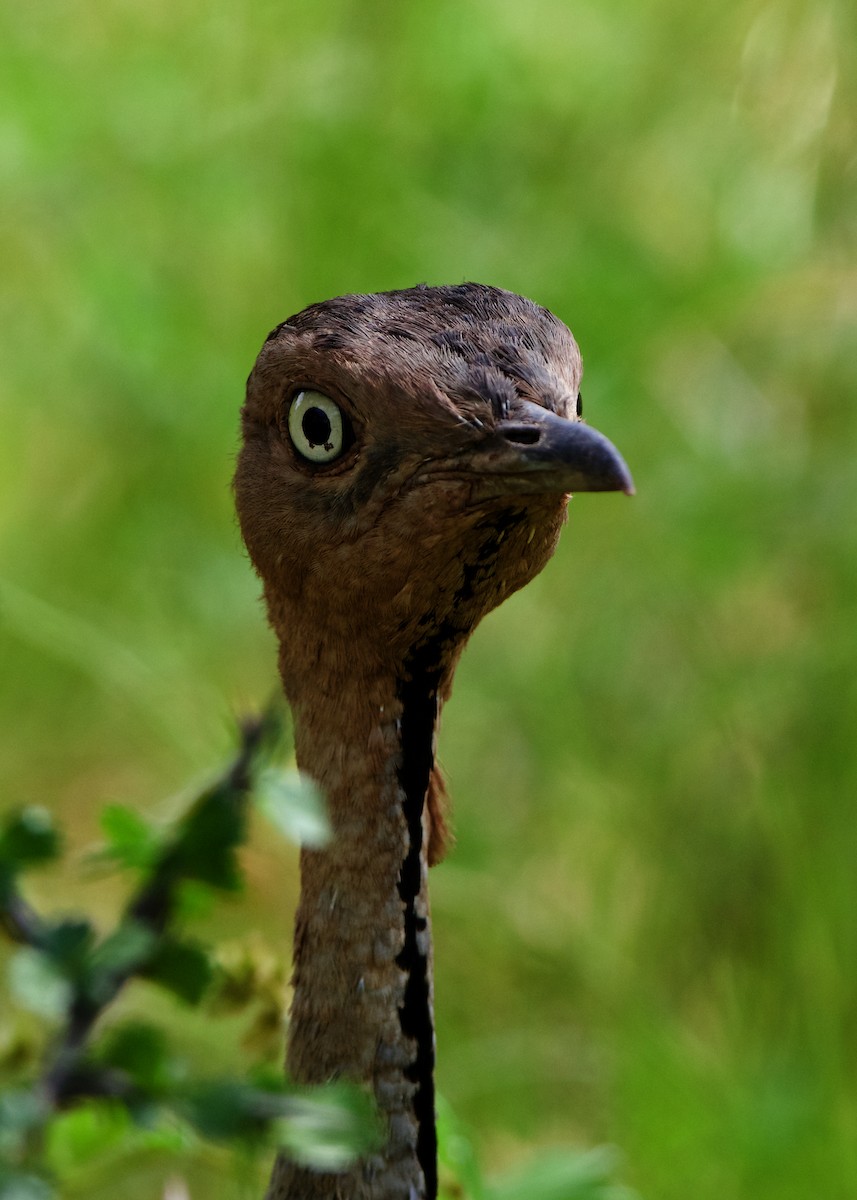 Buff-crested Bustard - ML218891491