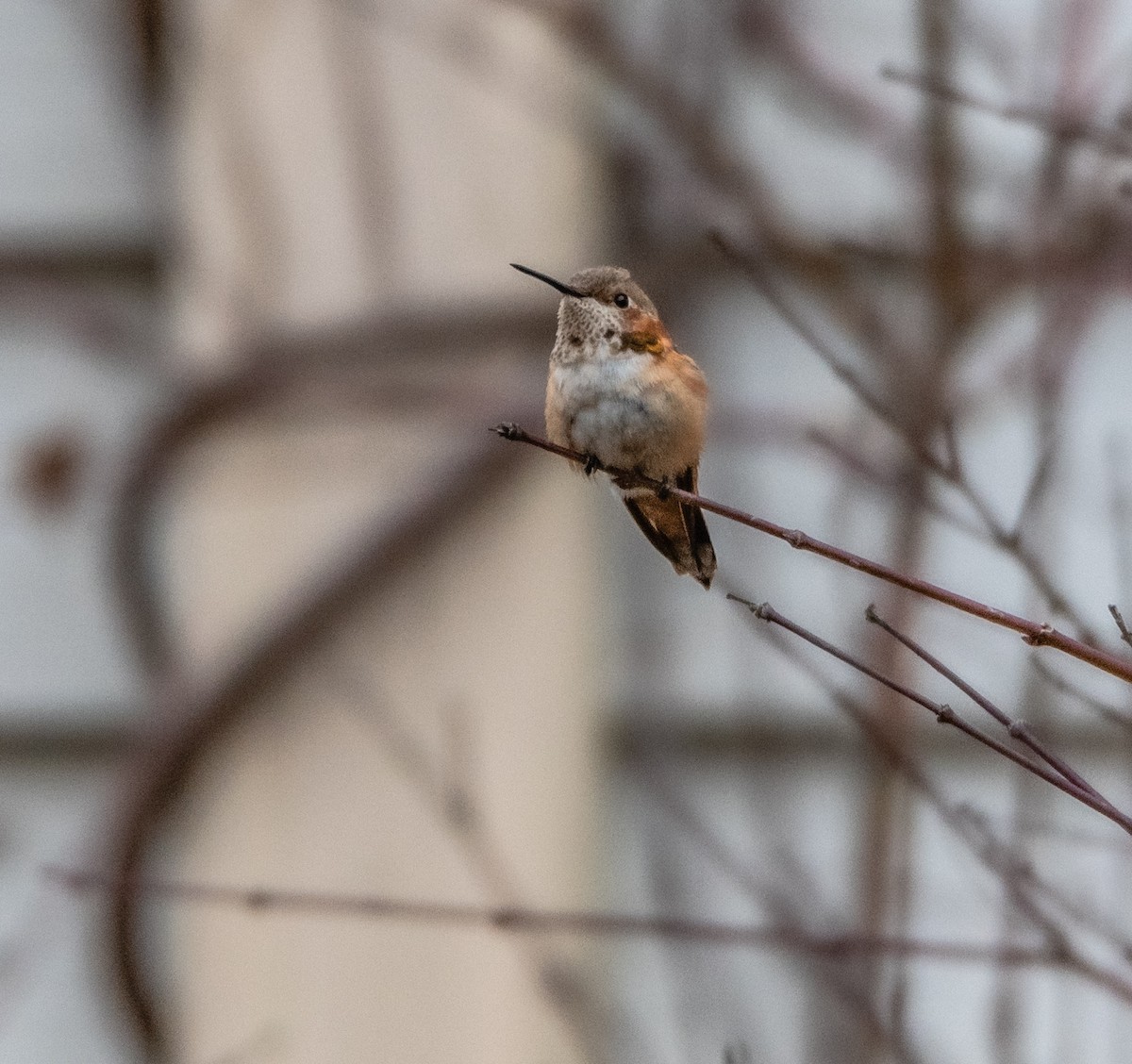 Rufous Hummingbird - ML218891531