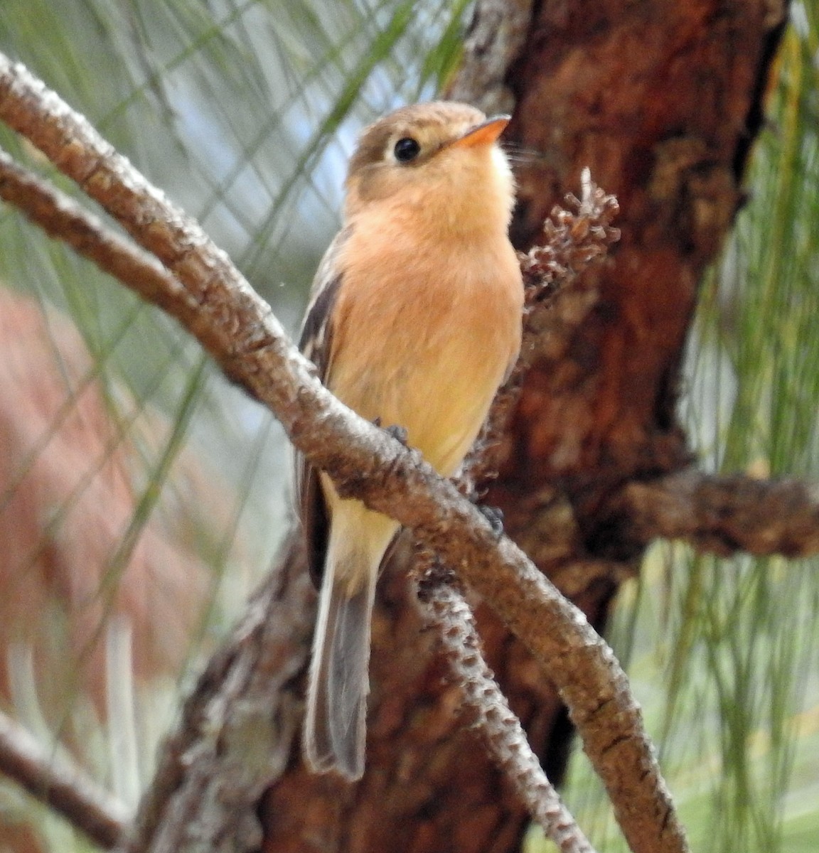 Buff-breasted Flycatcher - ML218896501