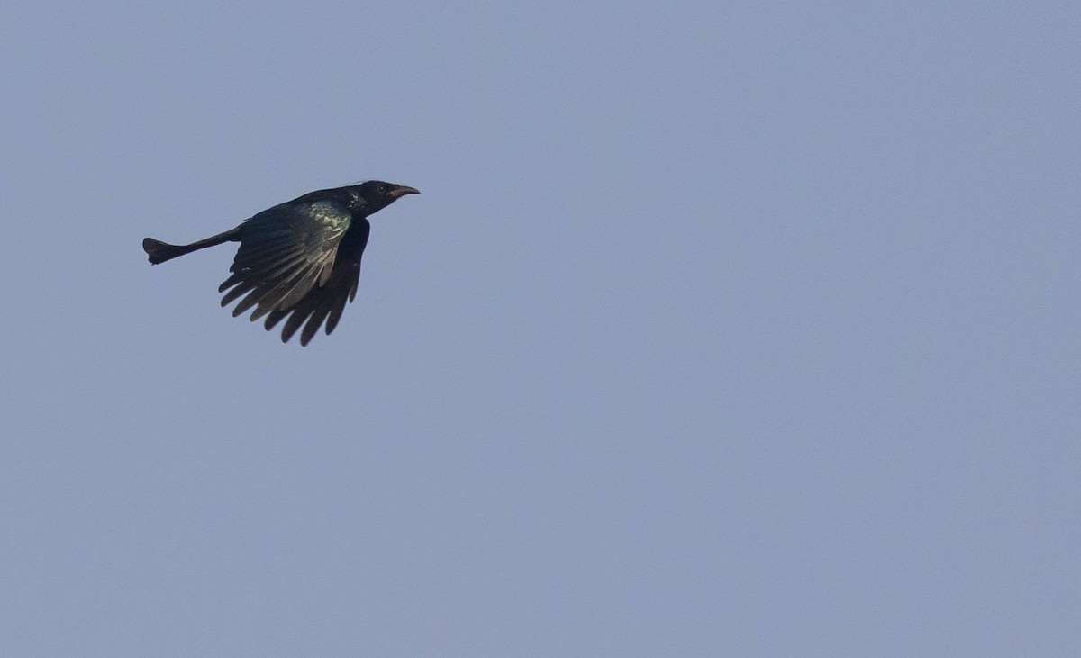 Hair-crested Drongo - ML218896651