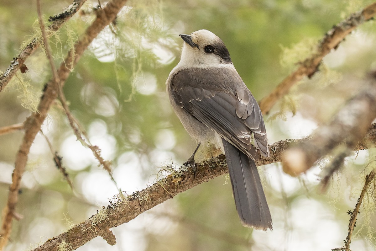 Mésangeai du Canada - ML218897331