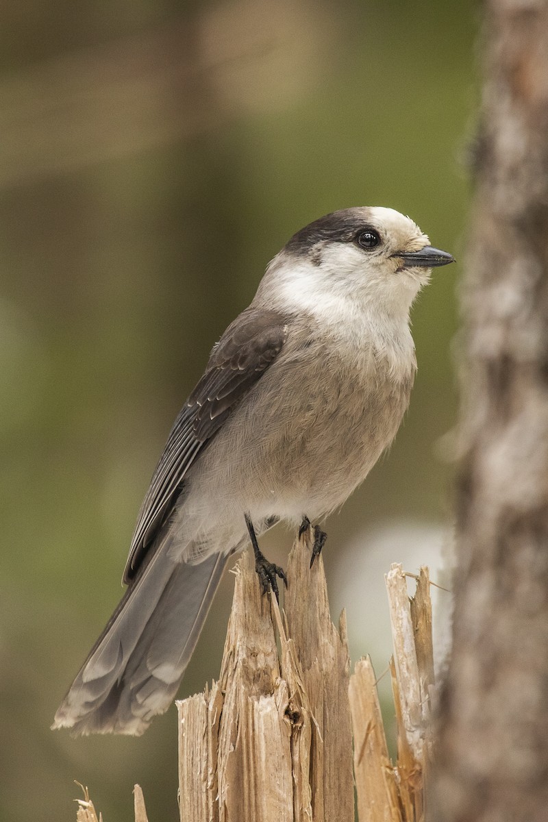 Mésangeai du Canada - ML218897391