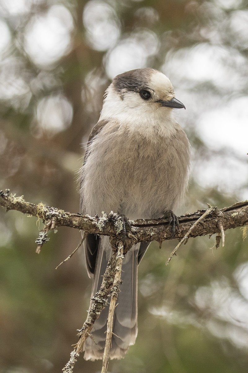 Mésangeai du Canada - ML218897401