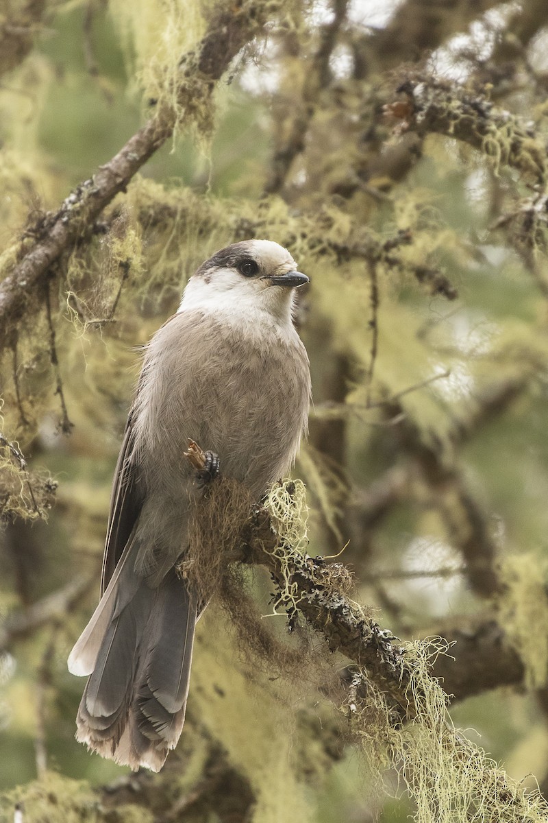 Mésangeai du Canada - ML218897431