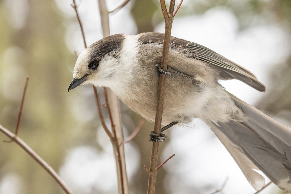 Mésangeai du Canada - ML218897441