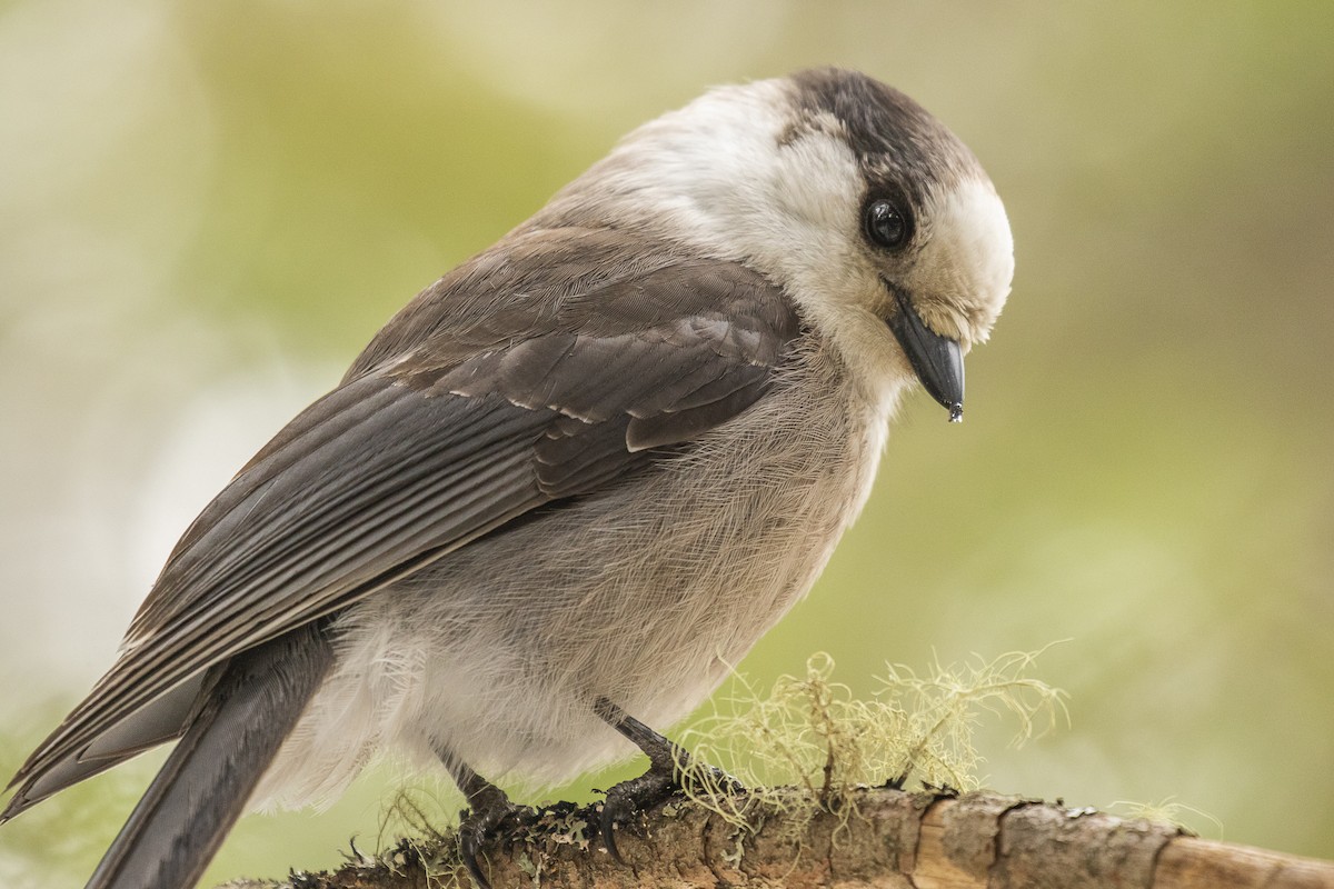 Mésangeai du Canada - ML218897461