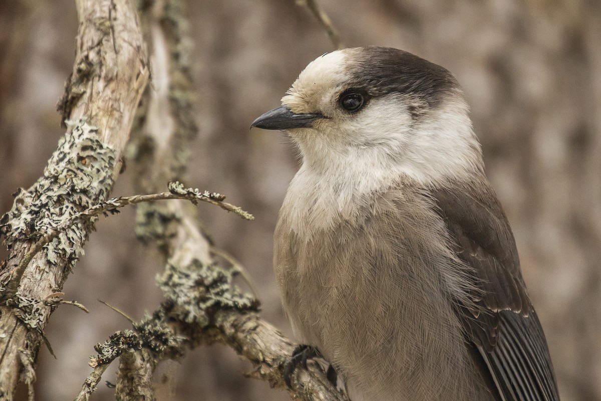 Mésangeai du Canada - ML218897771